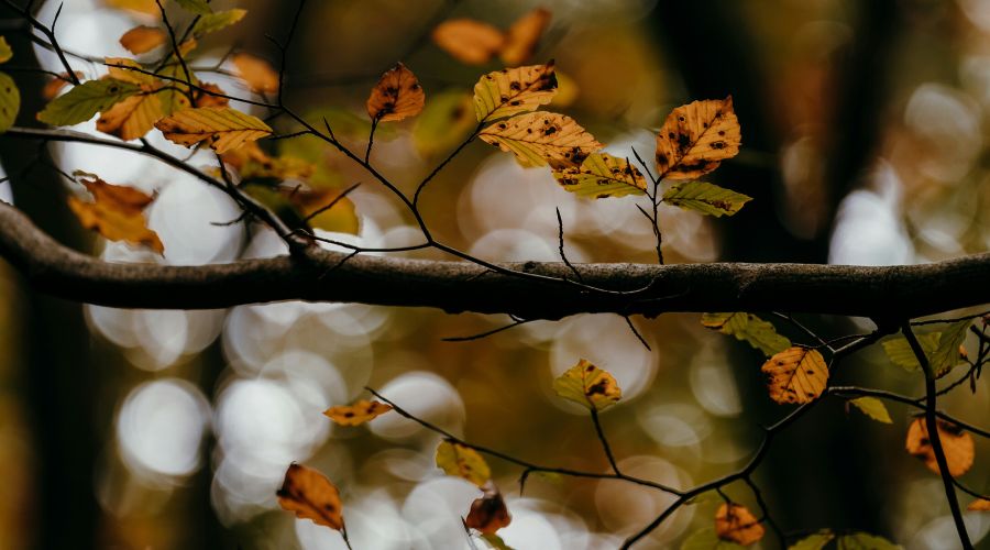 462: When Fear Looks Like Wisdom. Kevin Boehm on Why Life Happens For Us, Not To Us, Destroying the Self-Help Blueprint, How to Stop Lying to Yourself, and Why Food Is a Peacemaker